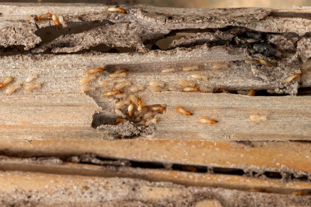 Best Mosquito Control Services  in Homewood, AL